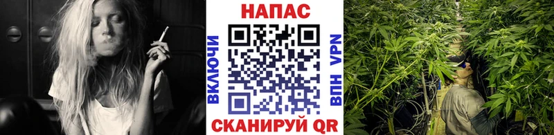 Купить где  Добрянка  Марихуана сатива 